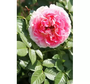 Троянда Едем (Eden) англійська флорібунда Троянда Едем (Eden) англійська флорібунда