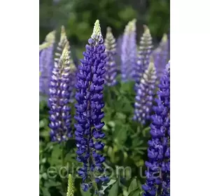 Люпин Polyphyllus (Полифиллус) Люпин Polyphyllus (Полифиллус)