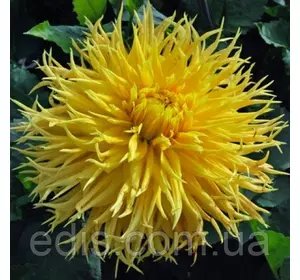 Жоржина Фимбриата Encore Жоржина Фимбриата Encore