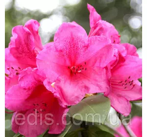 Рододендрон Anna Rose Whitney (Анна Роуз Уитни) в контейнере 5 л Рододендрон Anna Rose Whitney (Анна Роуз Уитни) в контейнере 5 л