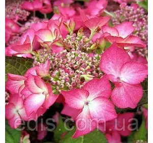 Гортензія Selina у контейнері Гортензія Selina у контейнері