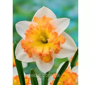 Нарцис розрізнокорончатий Orangery 2 цибулини Нарцис розрізнокорончатий Orangery 2 цибулини