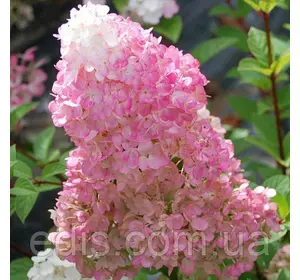 Гортензія волотиста Diamantino (Диамантино) в контейнері Гортензія волотиста Diamantino (Диамантино) в контейнері