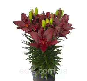 Лілія низькоросла Trendy Pamplona (Тренді Памплона) 1 цибулина 12/14 Лілія низькоросла Trendy Pamplona (Тренді Памплона) 1 цибулина 12/14