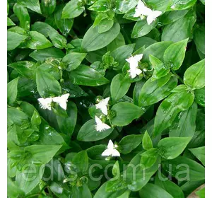 Традесканція прирічна Green Hill, Р9 Традесканція прирічна Green Hill, Р9