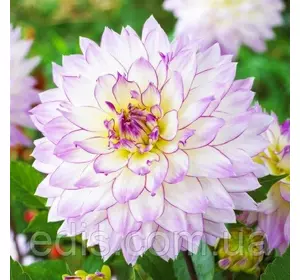 Жоржина Crasy Love Жоржина Crasy Love