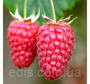 Малина Гусар Малина Гусар