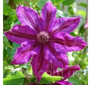 Клематис Kacper (Каспер) Клематис Kacper (Каспер)