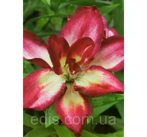 Лілія азіатська махрова Double Sensation (Дабл Сенсейшн) 1 цибулина 12/14 Лілія азіатська махрова Double Sensation (Дабл Сенсейшн) 1 цибулина 12/14