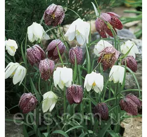 Рябчик шаховий Meleagis суміш 10 цибулин Рябчик шаховий Meleagis суміш 10 цибулин