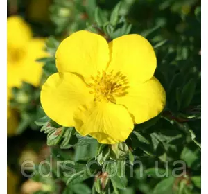 Перстач чагарниковий Hachmann's Gigant (Хашманс Гігант) у контейнері Перстач чагарниковий Hachmann's Gigant (Хашманс Гігант) у контейнері