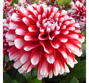 Жоржина високоросла Dynamite (Динаміт) Жоржина високоросла Dynamite (Динаміт)