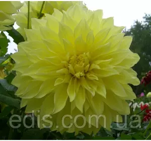 Жоржина гігантська Kelvin Floodlight Жоржина гігантська Kelvin Floodlight