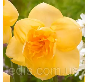 Нарцис махровий Orange Juice (Оранж джюс) 2 шт./уп. Нарцис махровий Orange Juice (Оранж джюс) 2 шт./уп.