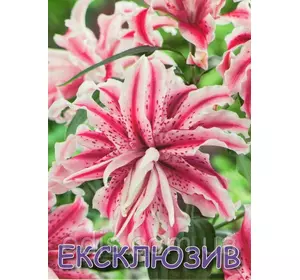 Лілія орієнтальна махрова Magic Star (Меджик Стар) 1 цибулина 14/16 Лілія орієнтальна махрова Magic Star (Меджик Стар) 1 цибулина 14/16