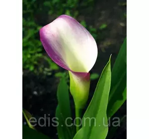 Кала Crystal Blush (Кристал Блаш) 1 бульба 12/14 Кала Crystal Blush (Кристал Блаш) 1 бульба 12/14