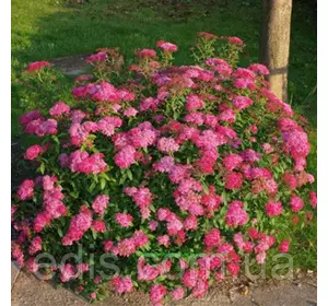 Спірея Anthony Waterer у контейнері Спірея Anthony Waterer у контейнері