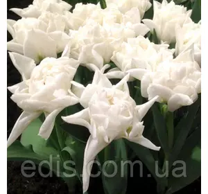 Тюльпан махровий Popcorn (Попкорн) 3 цибулини Тюльпан махровий Popcorn (Попкорн) 3 цибулини