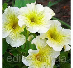 Петунія крупноквіткова Береніка F1, 10 насінин-драже, серія PREMIUM ТМ Яскрава Петунія крупноквіткова Береніка F1, 10 насінин-драже, серія PREMIUM ТМ Яскрава