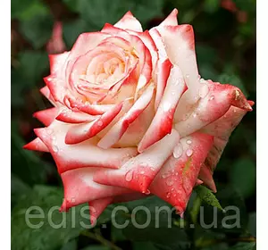 Троянда Імператриця (Imperatrice) чайно-гібридна Троянда Імператриця (Imperatrice) чайно-гібридна