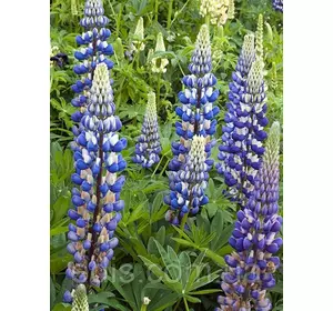 Люпин Governor Люпин Governor