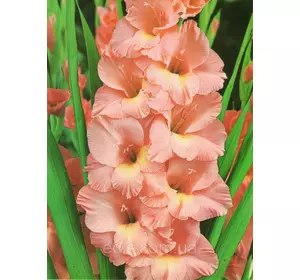 Гладіолус Praha 3 шт./уп., великоквітковий Гладіолус Praha 3 шт./уп., великоквітковий