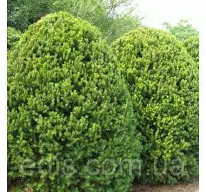 Тіс Hicksii (Хикси) у контейнері Тіс Hicksii (Хикси) у контейнері