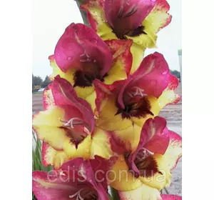 Гладіолус бамбіно Vasto (2 квітконоса) 3 шт./уп. Гладіолус бамбіно Vasto (2 квітконоса) 3 шт./уп.