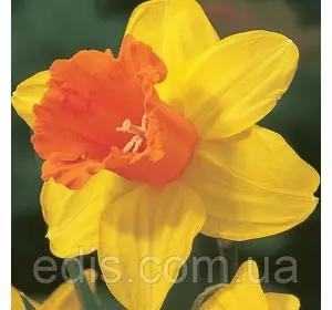 Нарцис велико-корончатий Fortissimo (Фортіссімо) 2 цибулини Нарцис велико-корончатий Fortissimo (Фортіссімо) 2 цибулини