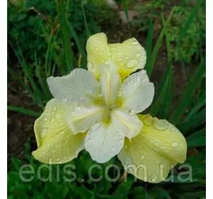 Ірис сибірський Butter and Sugar (Батте енд Шуга) Ірис сибірський Butter and Sugar (Батте енд Шуга)