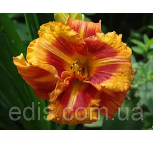 Лілейник Tigger у контейнері Лілейник Tigger у контейнері