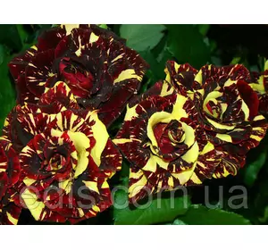 Троянда Фокус Покус (Focus Pocus) чайно-гібридна Троянда Фокус Покус (Focus Pocus) чайно-гібридна