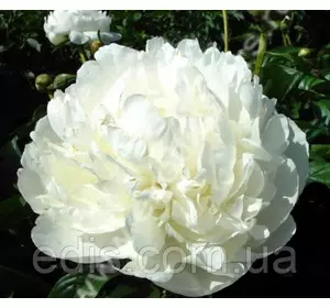 Півонія Snow Supreme (Сноу Супрім) кореневище Півонія Snow Supreme (Сноу Супрім) кореневище