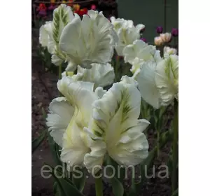 Тюльпан папуговий Super Parrot 3 цибулинки Тюльпан папуговий Super Parrot 3 цибулинки