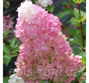 Гортензія волотиста Diamantino (Диамантино) в контейнері 2 л Гортензія волотиста Diamantino (Диамантино) в контейнері 2 л