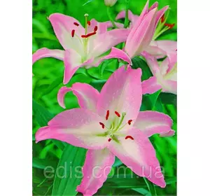 Лілія орієнтальна Willeke Alberti (Виллеке Альберті) 1 цибулина 12/14 Лілія орієнтальна Willeke Alberti (Виллеке Альберті) 1 цибулина 12/14