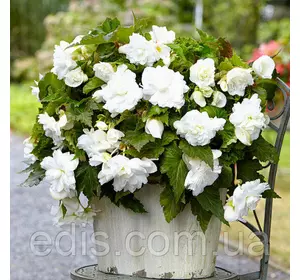 Бегонія бульбова Ампельна з гігантською квіткою Біла, 1 бульба Бегонія бульбова Ампельна з гігантською квіткою Біла, 1 бульба