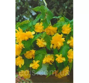 Бегонія бульбова Ампельна Жовта, 1 бульба Бегонія бульбова Ампельна Жовта, 1 бульба