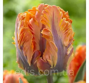 Тюльпан папуговий Irene Parrot 3 цибулинки Тюльпан папуговий Irene Parrot 3 цибулинки