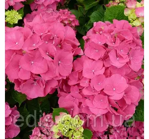 Гортензія Sibilla (Сібіла) Гортензія Sibilla (Сібіла)