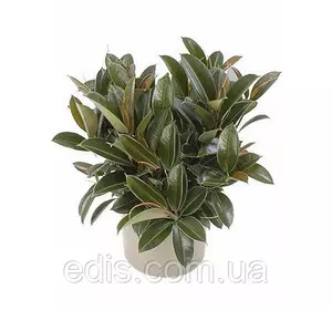 Фікус Каучуконосний Мелані, кімнатна рослина, h=15 см., горщик 0,5 л. Фікус Каучуконосний Мелані, кімнатна рослина, h=15 см., горщик 0,5 л.