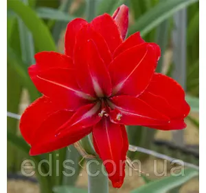 Гіппеаструм махровий Double Delicious (Дабл Делишис) 1 цибулина 24/26 Гіппеаструм махровий Double Delicious (Дабл Делишис) 1 цибулина 24/26