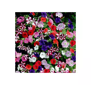 Петунія Гігантська суміш квітів, 0.015 г, ТМ Яскрава Петунія Гігантська суміш квітів, 0.015 г, ТМ Яскрава