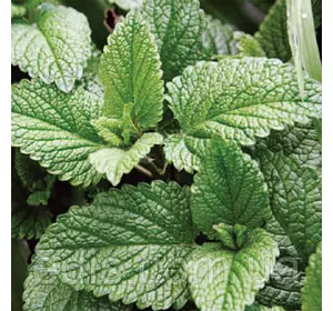 М'ята Спирминт, саджанець Р9 М'ята Спирминт, саджанець Р9