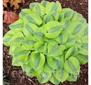 Хоста Luna Moth кореневище Хоста Luna Moth кореневище