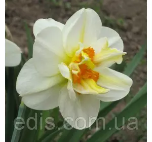 Нарцис Корончатий з махровою короною Flower Drift (Флауэ Дріфт) 2 цибулини Нарцис Корончатий з махровою короною Flower Drift (Флауэ Дріфт) 2 цибулини