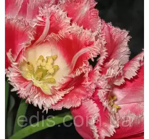 Тюльпан бахромчастий Bell Song (Бель Сон) 3 цибулинки Тюльпан бахромчастий Bell Song (Бель Сон) 3 цибулинки