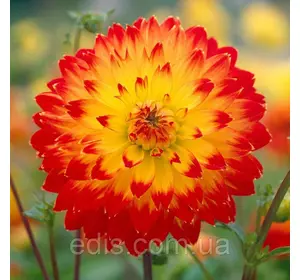 Жоржина декоративна Procyon Жоржина декоративна Procyon