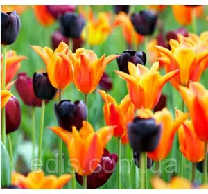 Набір цибулин квітів Аргентина (10 цибулин тюльпанів) Набір цибулин квітів Аргентина (10 цибулин тюльпанів)