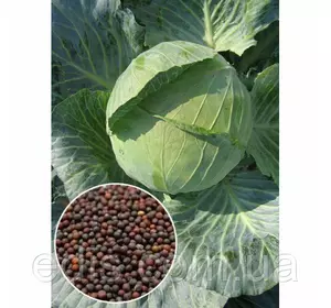 Капуста білоголова Дитмарская 50 г, насіння Яскрава Капуста білоголова Дитмарская 50 г, насіння Яскрава